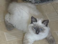 -艾贝尔宠物医院 ·内科全科(梁溪路店)