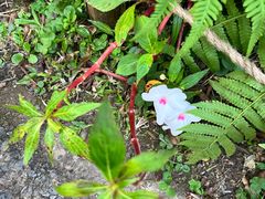 -深圳仙湖植物园
