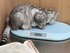 -米苏动物医院·犬猫专科·骨科外科内窥镜