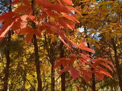 -永定河休闲森林公园