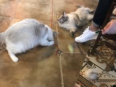 -共舞时光猫咖·狗咖(新街口店)