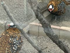 -青藏高原野生动物园