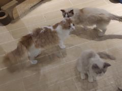 -momokira米努特·德文卷毛猫·棉花面纱犬