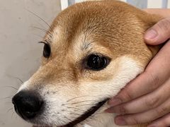 -共舞时光猫咖·狗咖(新街口店)