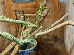 -上海大自然野生昆虫馆(东方明珠·爬宠昆虫探索中心)