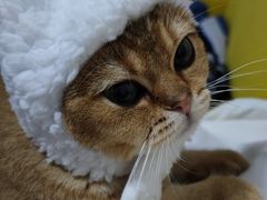 -猫大福·Fortune Cat猫舍(百子湾店)