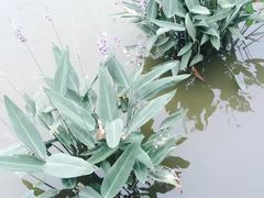 -聚龙湖公园