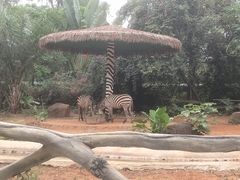 -海南热带野生动植物园