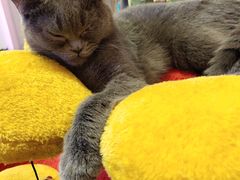 -70cat德文卷毛猫·缅因猫纯种猫舍