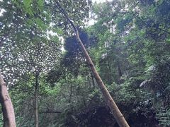 -南宁良凤江国家森林公园