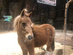 -zoonana室内动物园(东方福来德店)