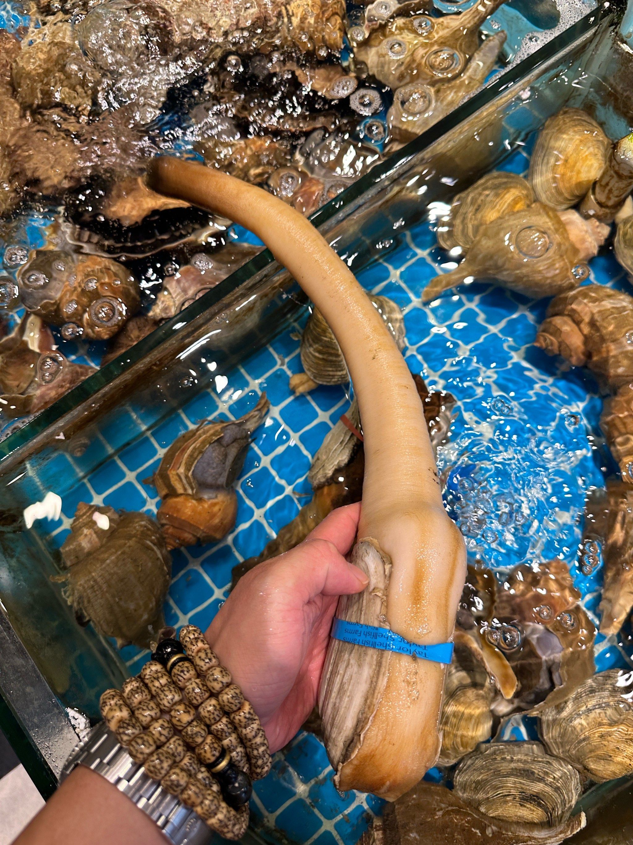 象拔蚌长长的鼻子好可爱[笑脸]