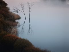 -乌兰布统景区-白桦林