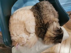 -遇见羊驼·奶狗咖·布偶猫咖·法斗柯基柴犬阿拉斯加(春熙路太古里IFS店)