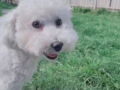 -趣玩宠物乐园寄养训犬训狗游泳池