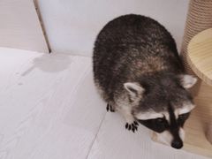 -浣熊柯尔鸭土拨鼠·电玩咖
