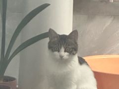-宠爱国际动物医院·消化内科·心肾内科·ISFM猫友好(望京店)