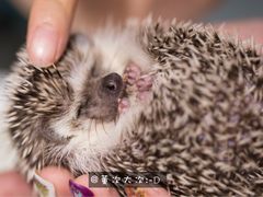 -藦茜花园宠物主题亲子互动体验馆(国顺东路店)