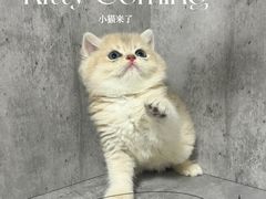 -小猫来了·猫舍(红山六九七九店)