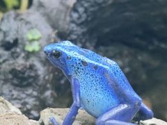 -上海大自然野生昆虫馆(东方明珠·爬宠昆虫探索中心)