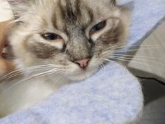 -喵的天空名猫咖啡馆·撸猫·猫舍·用品