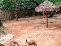 -深圳野生动物园