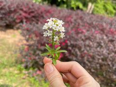 -中国科学院华南植物园