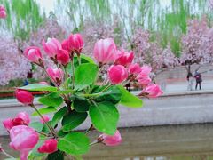 -海棠花溪(元大都城垣遗址公园)