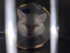 -萌兽医馆·犬猫专科·眼科中心·宠物医院(朝阳门分院)