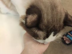 -泰国佛·塔罗·泰牌狐仙古曼