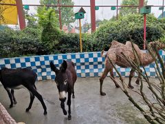 -百万葵园