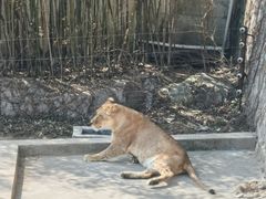 -西霞口神雕山野生动物世界