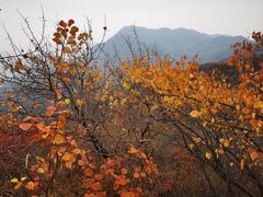 -大岭沟猕猴桃谷风景区