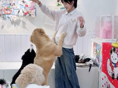 -汪说·狗咖·拼豆·宠物周边DIY(旺城大厦店)