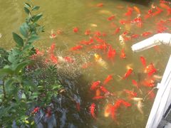 -龚家花园农家乐休闲别墅