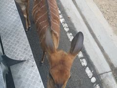 -清迈夜间动物园