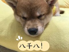 -逗柴咖啡屋·狗咖猫咖宠物桌游