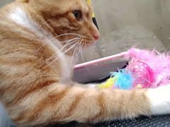 -PETKIT小佩宠物(昭化店)