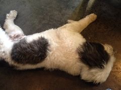 iphone_upload_pic-莓园冰淇淋店