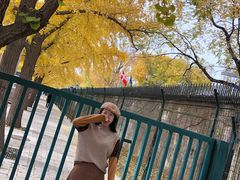 -三里屯东五街银杏大道