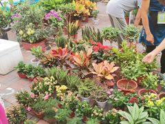 -中环花鸟鱼虫市场
