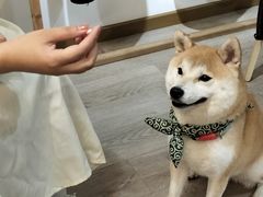 -柴迷FANS CLUB·柴犬狗咖·猫咖