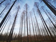 -黄海国家森林公园