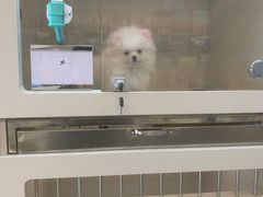 -唐小姐の私宠·宠物洗护美容·撸猫馆·购宠(周浦万达旗舰店)