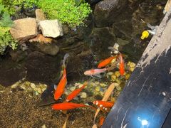 -隐炉和牛烧肉店(群力店)