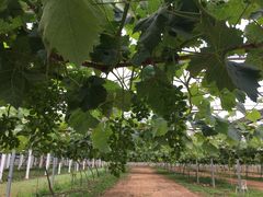 -白鹿原葡萄主题公园