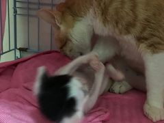-瑞鹏宠物医院·骨科·猫科·内科(第一中心)