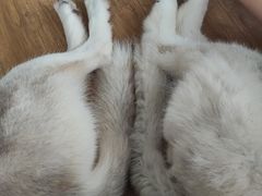 -Husky Go! 哈士奇体验馆·宠物咖啡厅狗咖