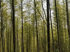 -上海佘山国家森林公园天马山园