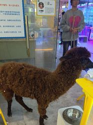 -神奇动物撸宠馆·羊驼·小浣熊·异宠(豫园店)